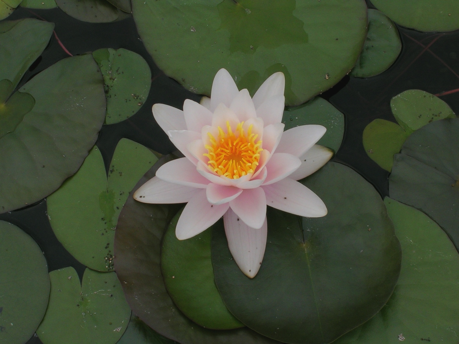 Soft pink and white lotus flower surrounded by green lily pads
