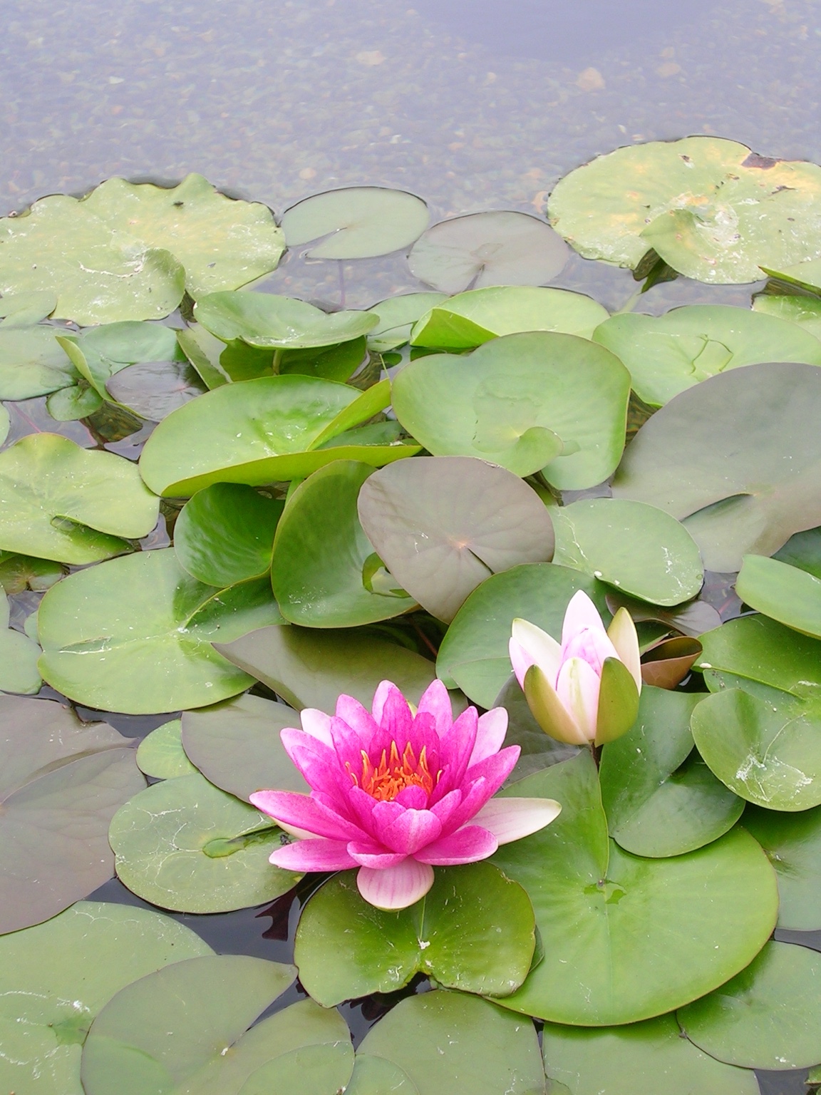 Pink lotus blossom